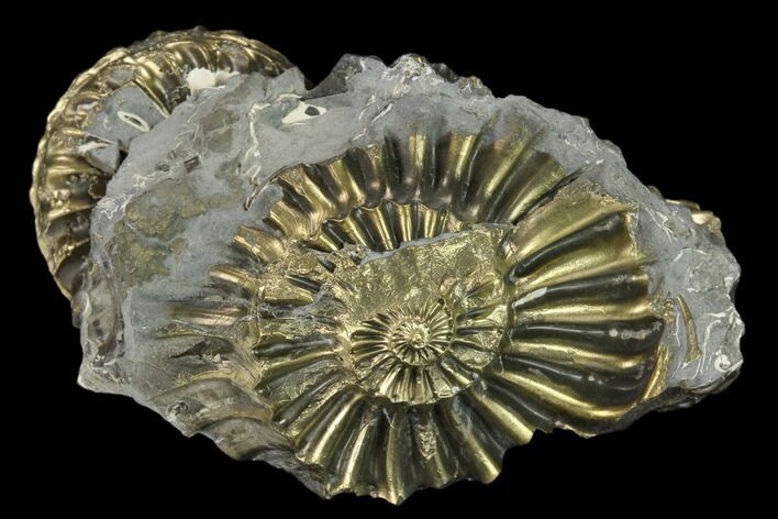 Pyritized (Pleuroceras) Ammonite Fossil Cluster - Germany #131131